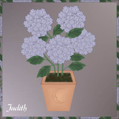 hortensie