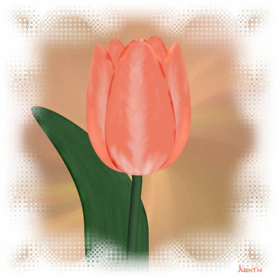 tulpe